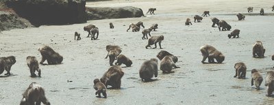 🏝️ 행복의 섬(고지마) 이미지 2